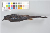 藏品(小卷尾)的圖片